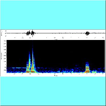 Pimelodus pictus cf_spectrogram.png